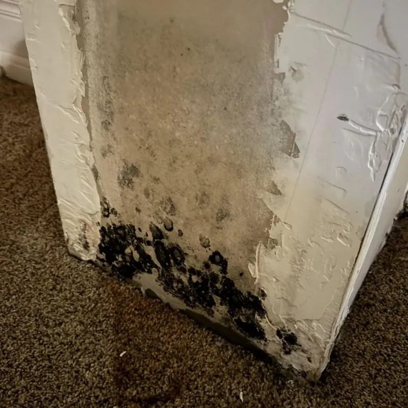 Professional Mold Removal in Placer County, CA